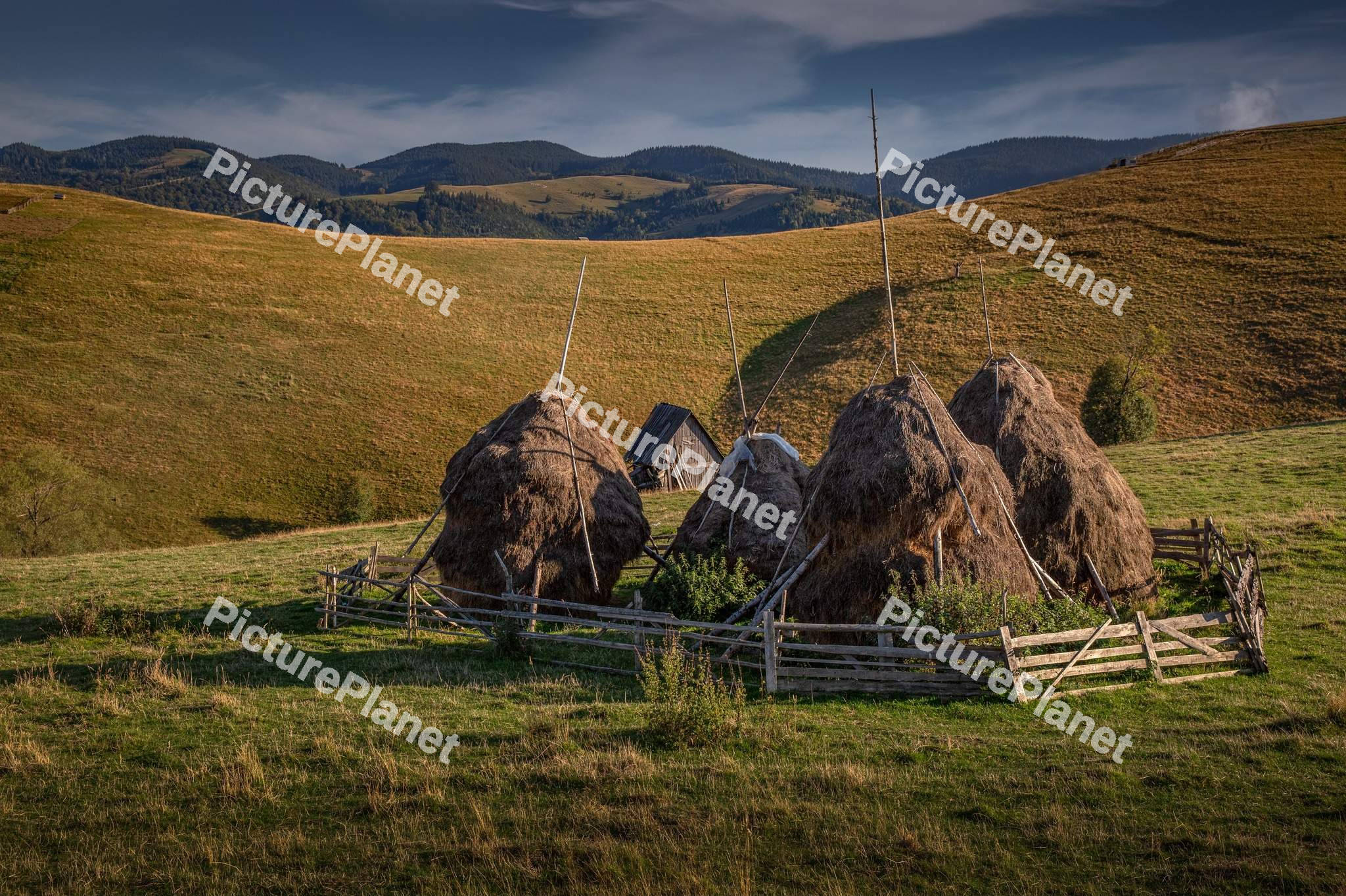 Rural Green landscape